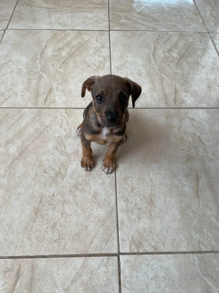 Cachorro ra a SRD-ViraLata idade Abaixo de 2 meses nome Tob