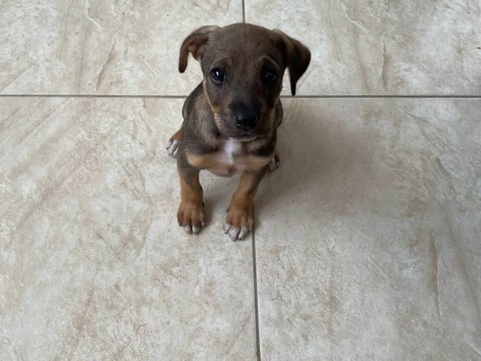 Cachorro ra a SRD-ViraLata idade Abaixo de 2 meses nome Tob