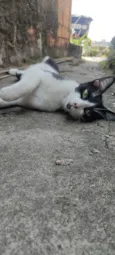 Apollo