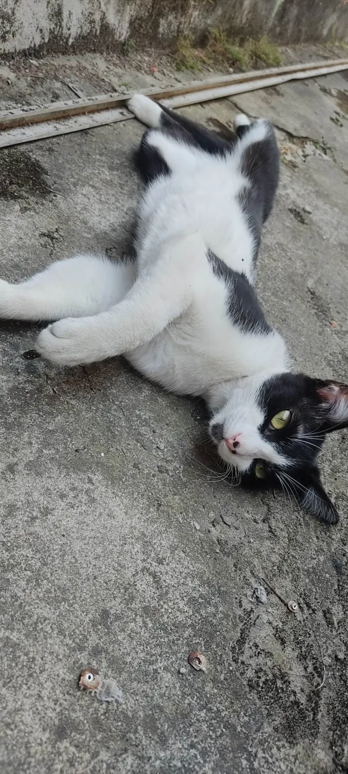 Gato ra a SRD-ViraLata idade 7 a 11 meses nome Apollo 