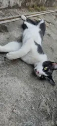 Apollo