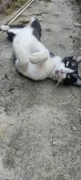 Apollo