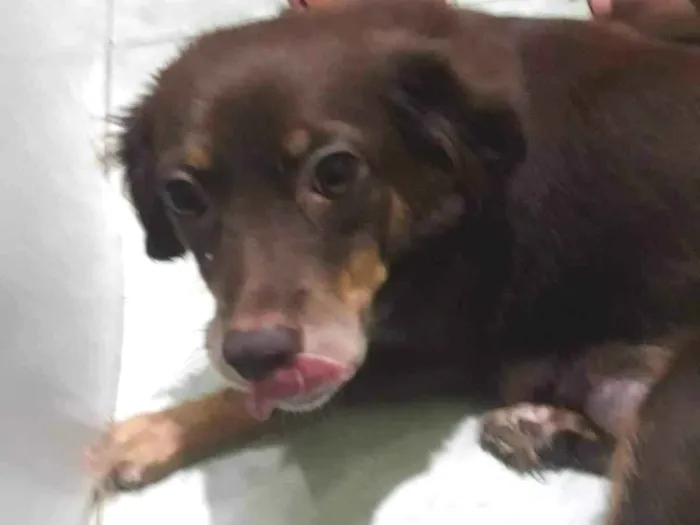 Cachorro ra a SRD-ViraLata idade Abaixo de 2 meses nome Filhotes 30 dias