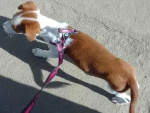 Cachorro raça Jack russel idade 2 a 6 meses nome Safira