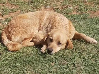 Cachorro raça Labrador idade 6 ou mais anos nome Boby