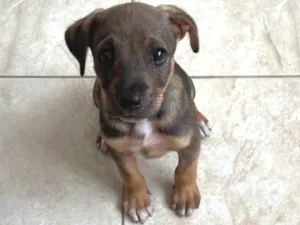 Cachorro raça SRD-ViraLata idade Abaixo de 2 meses nome Tob