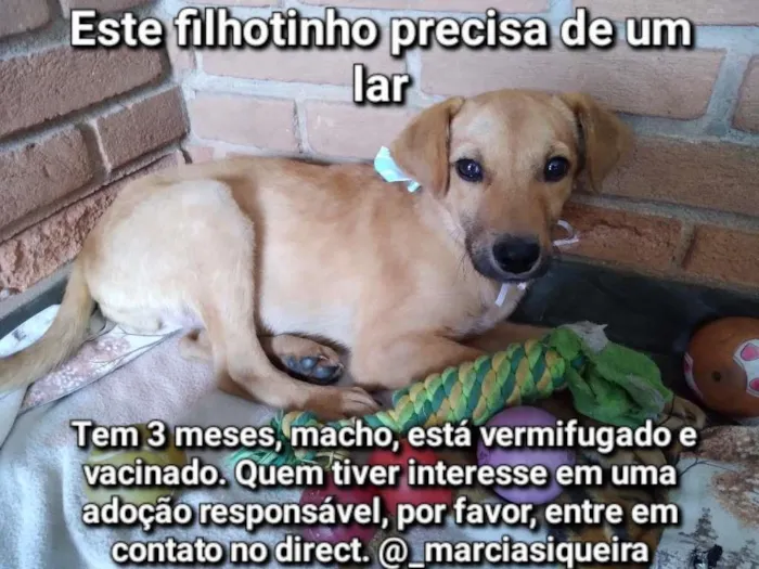 Cachorro ra a SRD idade 2 a 6 meses nome PINGO