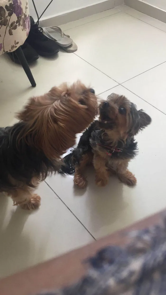 Cachorro ra a Yorkshire idade 2 anos nome Cora