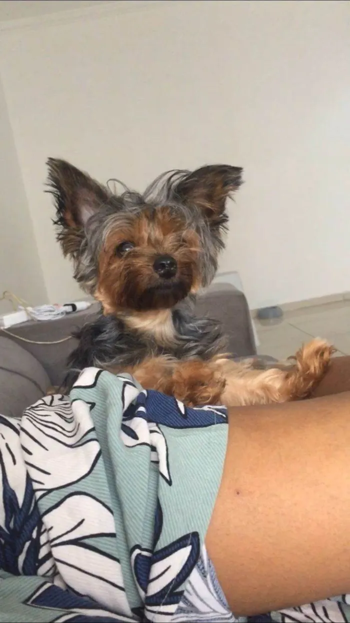 Cachorro ra a Yorkshire idade 2 anos nome Cora