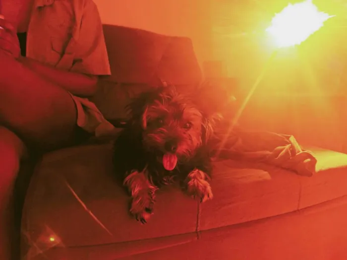 Cachorro ra a Yorkshire idade 2 anos nome Cora