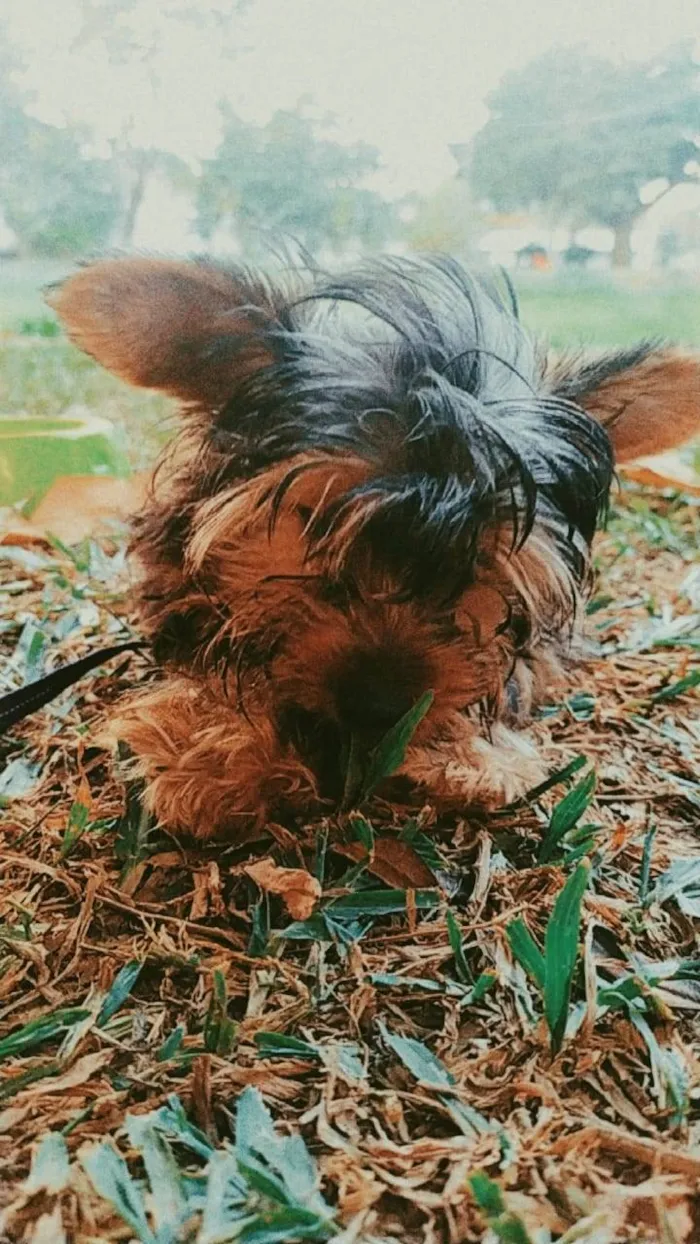 Cachorro ra a Yorkshire idade 2 anos nome Cora