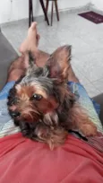 Cora