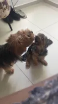 Chewi (Chewbacca)