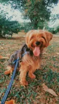 Chewi (Chewbacca)