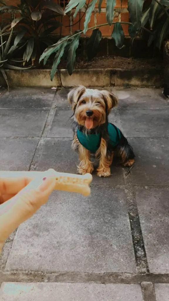 Cachorro ra a Yorkshire idade 4 anos nome Chewi (Chewbacca)
