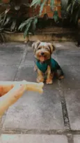 Chewi (Chewbacca)