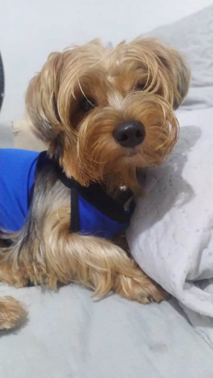 Cachorro ra a Yorkshire idade 4 anos nome Chewi (Chewbacca)