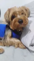 Chewi (Chewbacca)