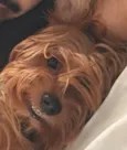 Chewi (Chewbacca)