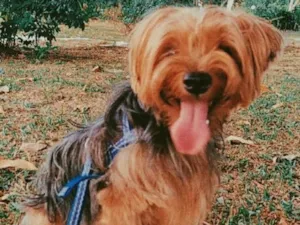 Cachorro raça Yorkshire idade 4 anos nome Chewi (Chewbacca)