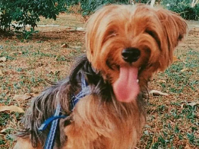 Cachorro ra a Yorkshire idade 4 anos nome Chewi (Chewbacca)