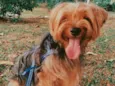Chewi (Chewbacca)