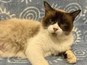 Gato raça SRD-siamesinha idade 3 anos nome Helena Tatu Bolinha