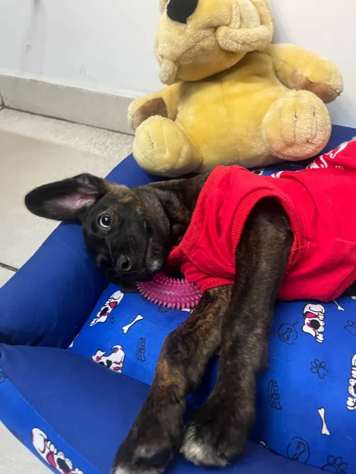 Cachorro ra a SRD-ViraLata idade 2 a 6 meses nome Choji