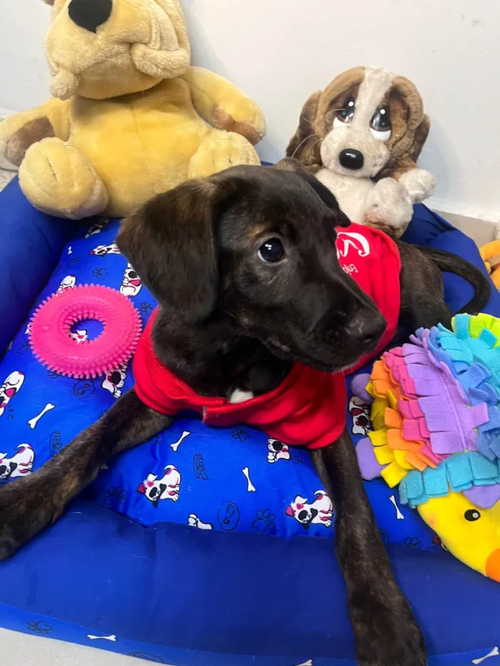 Cachorro ra a SRD-ViraLata idade 2 a 6 meses nome Choji