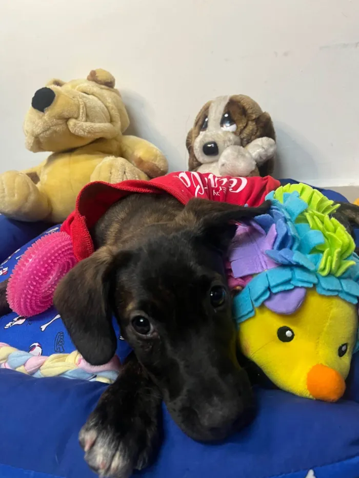 Cachorro ra a SRD-ViraLata idade 2 a 6 meses nome Choji