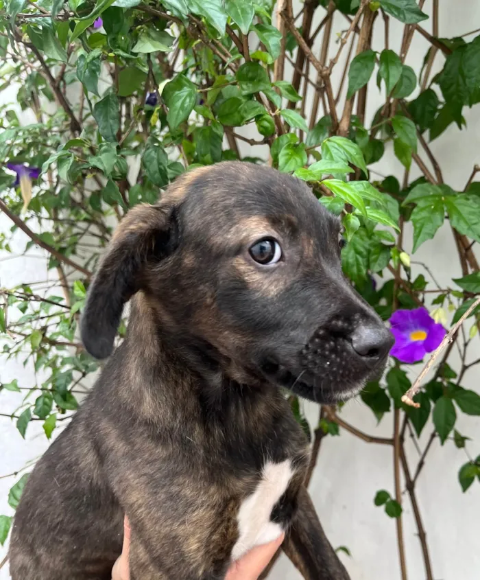 Cachorro ra a SRD-ViraLata idade 2 a 6 meses nome Choji