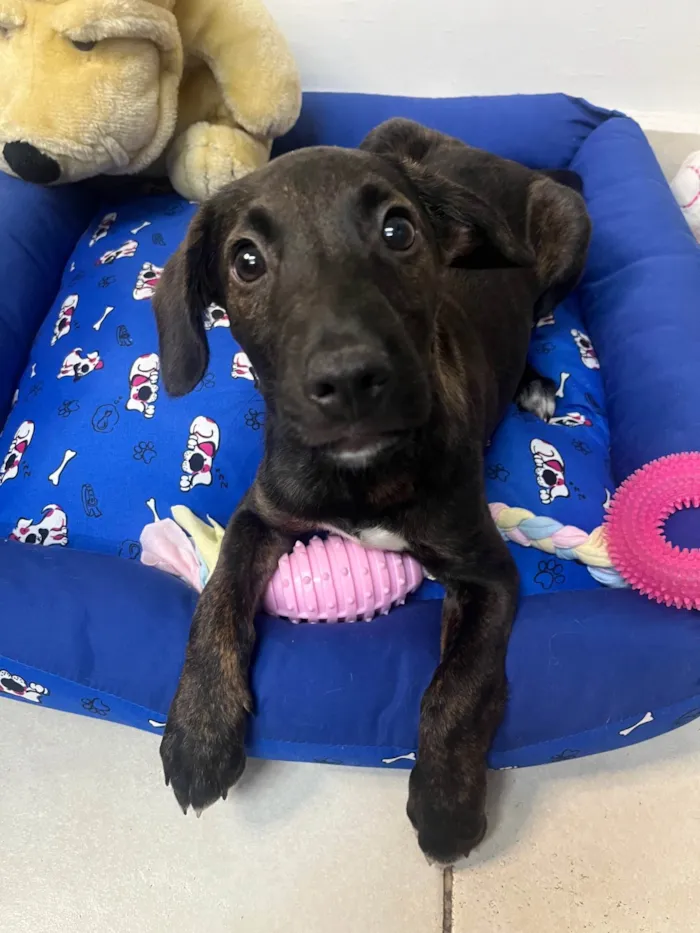 Cachorro ra a SRD-ViraLata idade 2 a 6 meses nome Choji