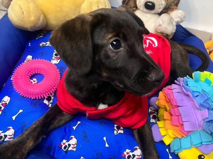 Cachorro ra a SRD-ViraLata idade 2 a 6 meses nome Choji