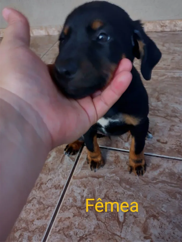 Cachorro ra a Viralata idade Abaixo de 2 meses nome Não tem