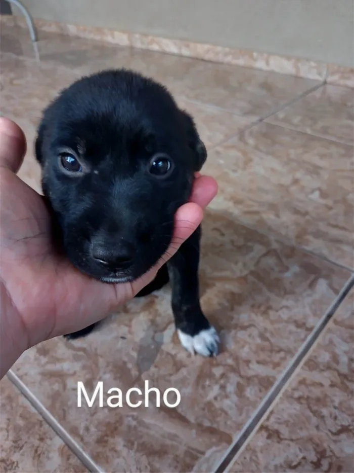 Cachorro ra a Viralata idade Abaixo de 2 meses nome Não tem