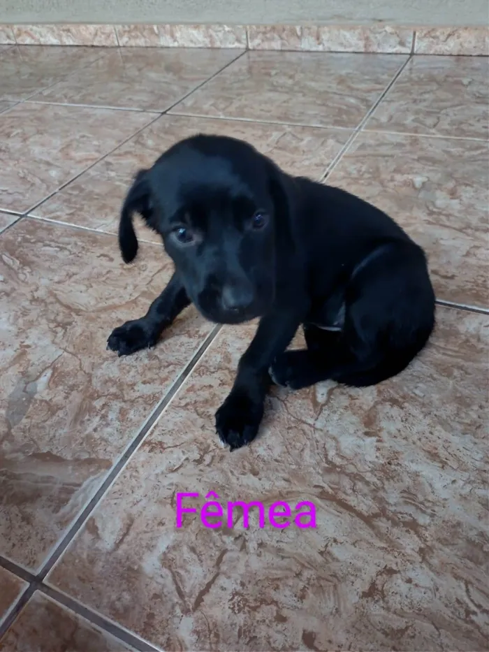 Cachorro ra a Viralata idade Abaixo de 2 meses nome Não tem