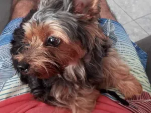 Cachorro raça Yorkshire idade 2 anos nome Cora
