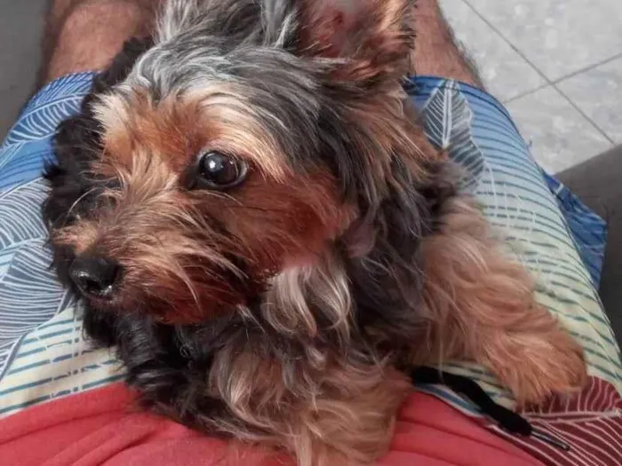 Cachorro ra a Yorkshire idade 2 anos nome Cora