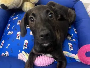 Cachorro raça SRD-ViraLata idade 2 a 6 meses nome Choji