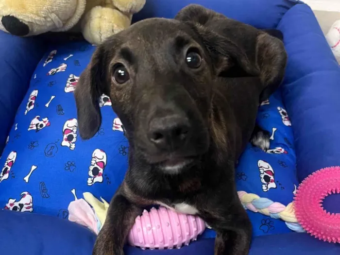 Cachorro ra a SRD-ViraLata idade 2 a 6 meses nome Choji