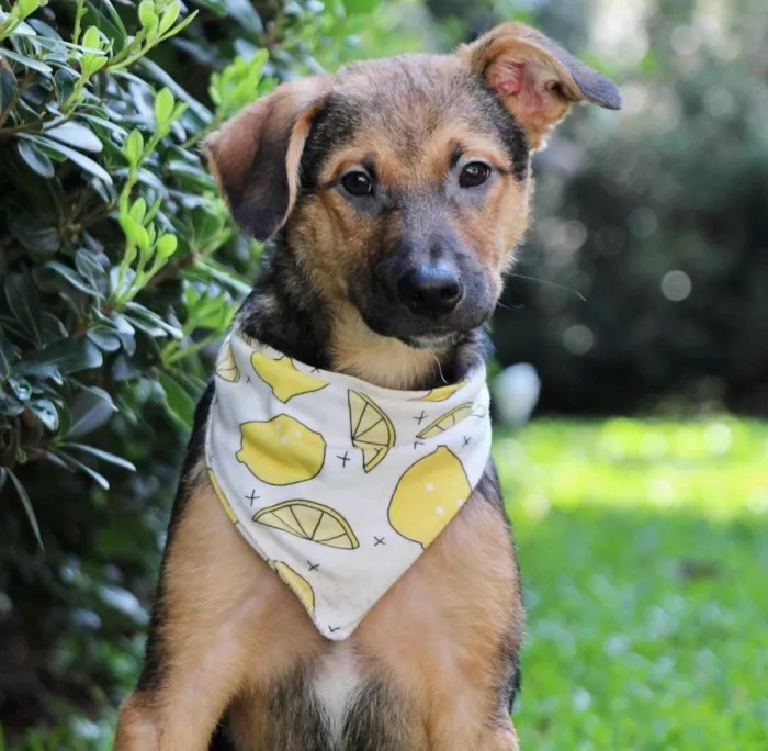 Cachorro ra a  idade 2 a 6 meses nome Marlim