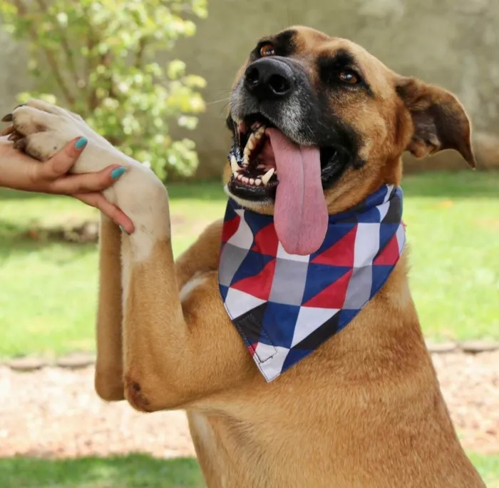 Cachorro ra a  idade 3 anos nome Melo