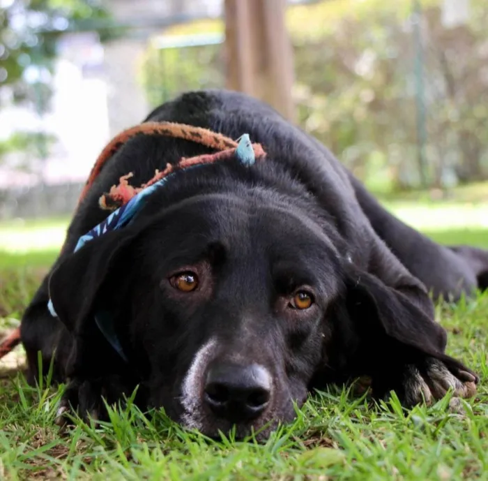 Cachorro ra a  idade 2 anos nome Pipo