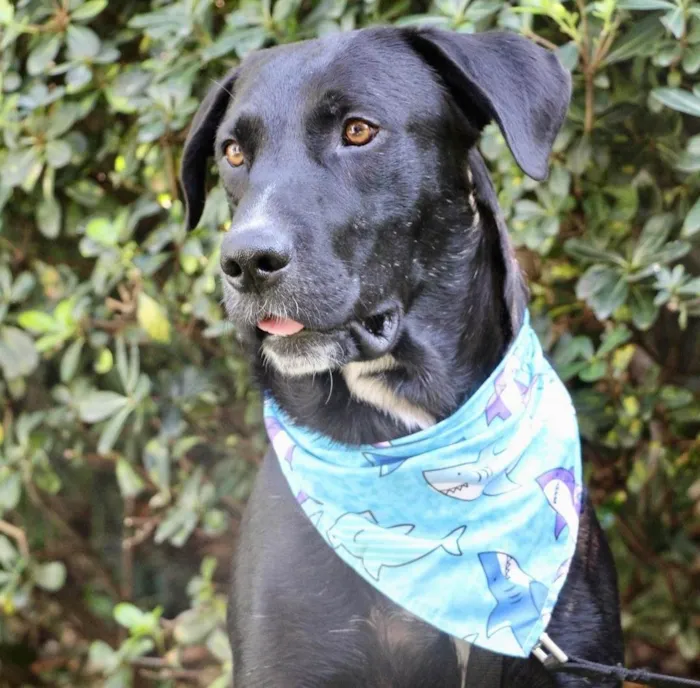 Cachorro ra a  idade 2 anos nome Pantera