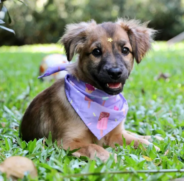 Cachorro ra a  idade 2 a 6 meses nome Xuxa 