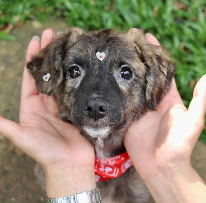 Cachorro ra a  idade 2 a 6 meses nome Charlote