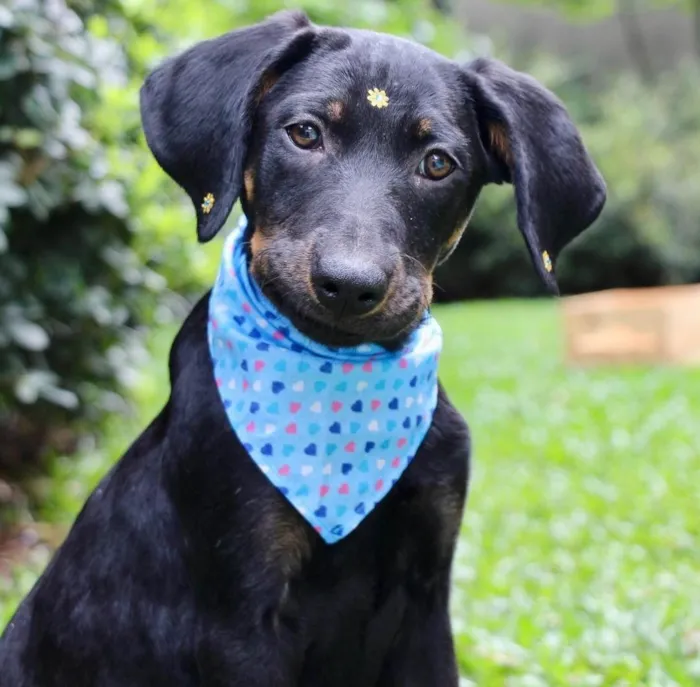 Cachorro ra a  idade 2 a 6 meses nome Fruitella