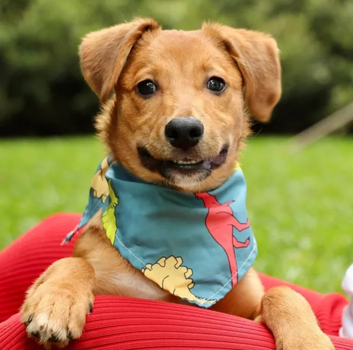 Cachorro ra a  idade 2 a 6 meses nome Push