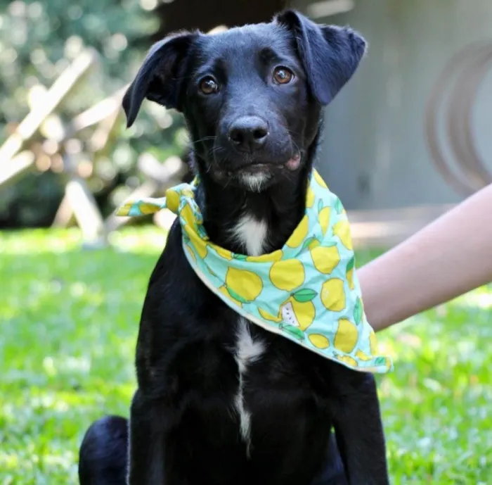 Cachorro ra a  idade 2 a 6 meses nome Bruce