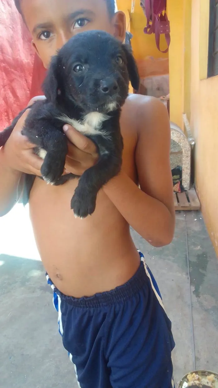 Cachorro ra a Vira lata  idade Abaixo de 2 meses nome Não tem nome ainda 